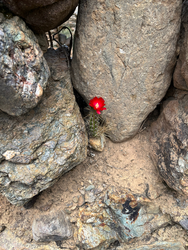Corryocactus erectus, photograph 1