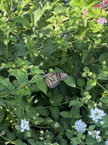 Monarch