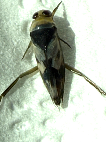 Grousewinged Backswimmer