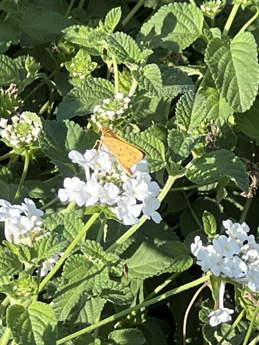 Fiery Skipper