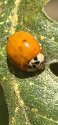Asian Lady Beetle