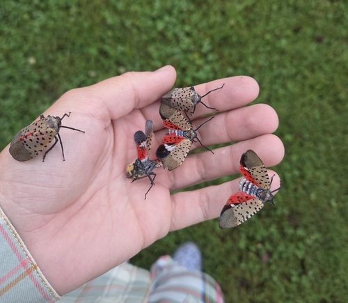 Spotted Lanternfly