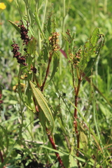 Rumex lanceolatus