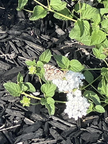 Painted Lady