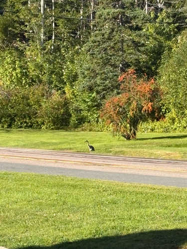 Great Blue Heron