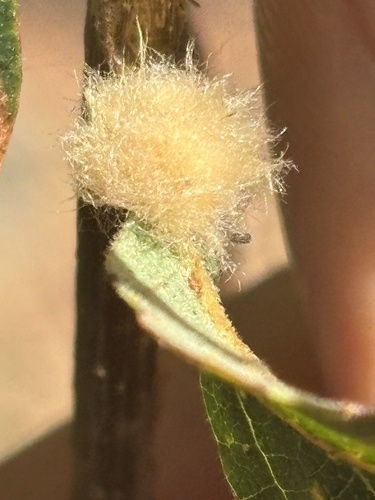 Yellow Wig Gall Wasp