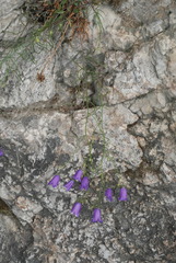 Campanula martinii