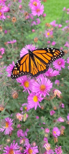 Monarch
