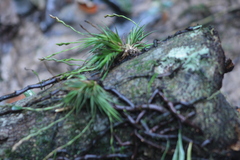 Tillandsia loliacea