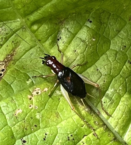 Red-headed Bush Cricket