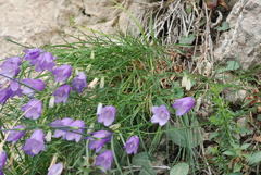 Campanula martinii
