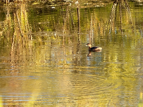 Pied-billed Grebe