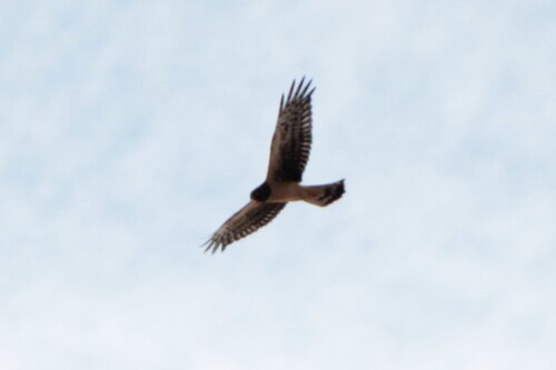 Northern Harrier