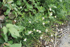 Silene saxifraga