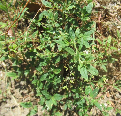 Boerhavia erecta, photograph 3