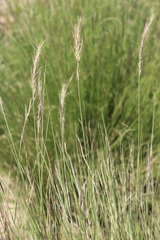 Aristida junciformis