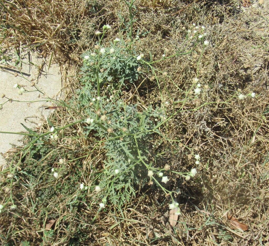 Parthenium hysterophorus; photograph (c) Linda Jo Conn, some rights reserved (CC BY)