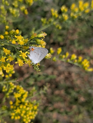Gray Hairstreak