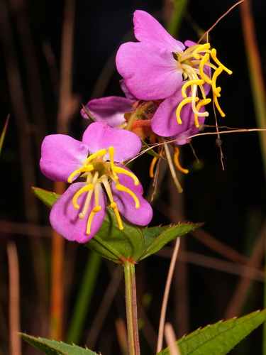 Rhexia virginica, photograph 4