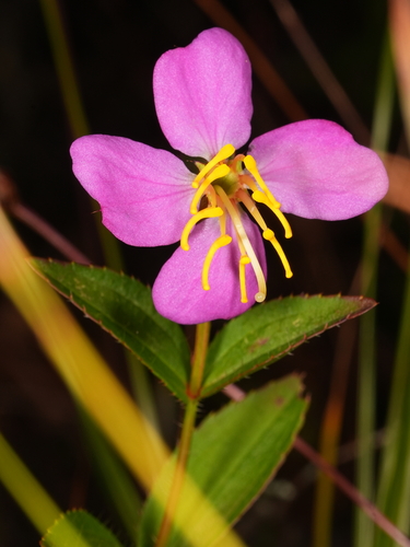 Rhexia virginica, photograph 5