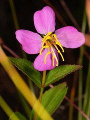author not stated, no rights reserved Rhexia virginica, photograph author not stated, no rights reserved