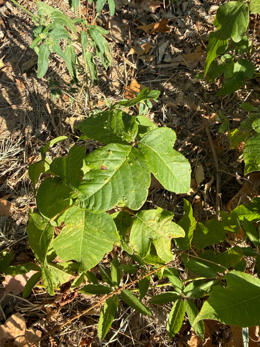 eastern poison ivy
