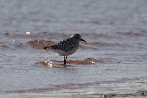 Black-bellied Plover