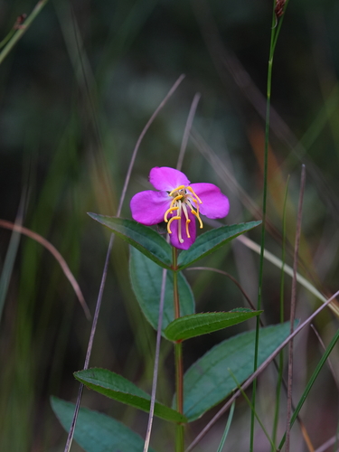 Rhexia virginica, photograph 3