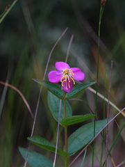 author not stated, no rights reserved Rhexia virginica, photograph author not stated, no rights reserved