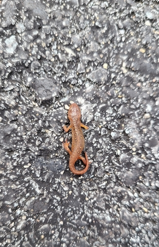 Eastern Newt