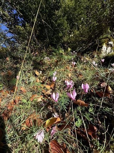 Ivy-leaved cyclamen