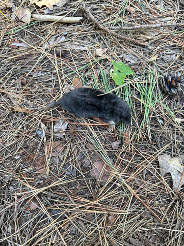 Hairy-tailed Mole