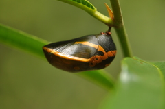 Charaxes cacuthis