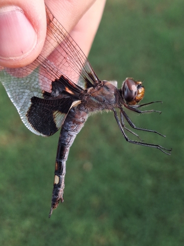 Black Saddlebags