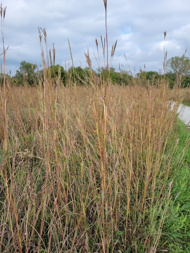 big bluestem