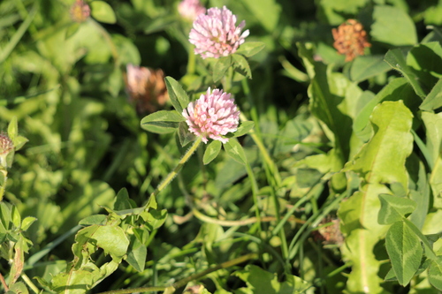 Red Clover