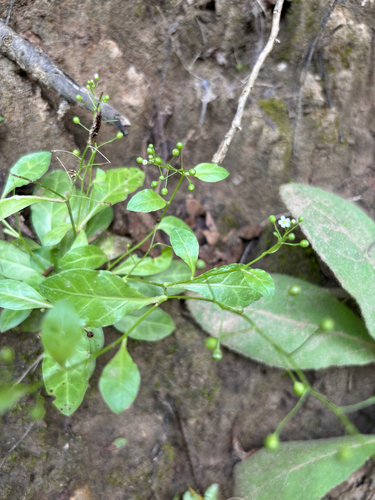seaside brookweed