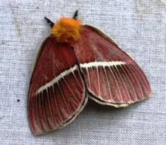 Pseudodirphia menander