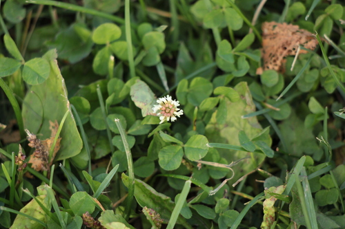white clover