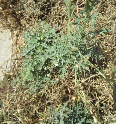 Parthenium hysterophorus, photograph 5
