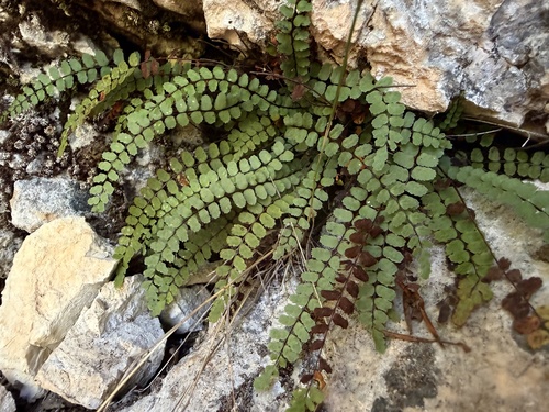 maidenhair spleenwort