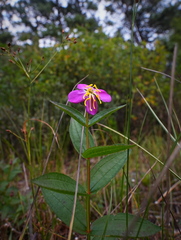 Rhexia virginica, photograph author not stated, no rights reserved