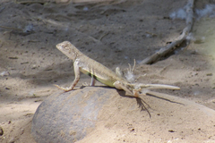 Callisaurus draconoides ventralis