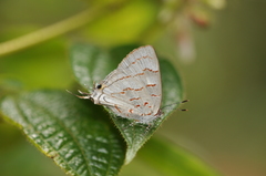 Hemiolaus
