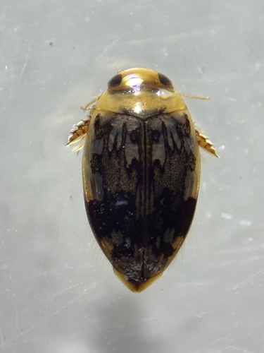 Laccophilus fasciatus terminalis