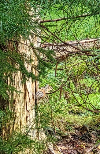 Eastern Chipmunk