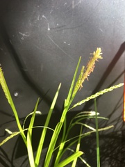 Carex gracillima