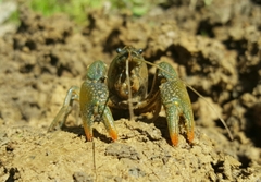 Lacunicambarus thomai