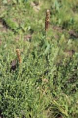 Cenchrus sphacelatus