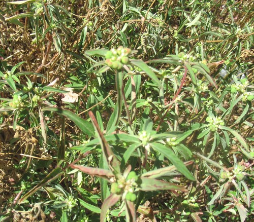 Euphorbia dentata, photograph 2